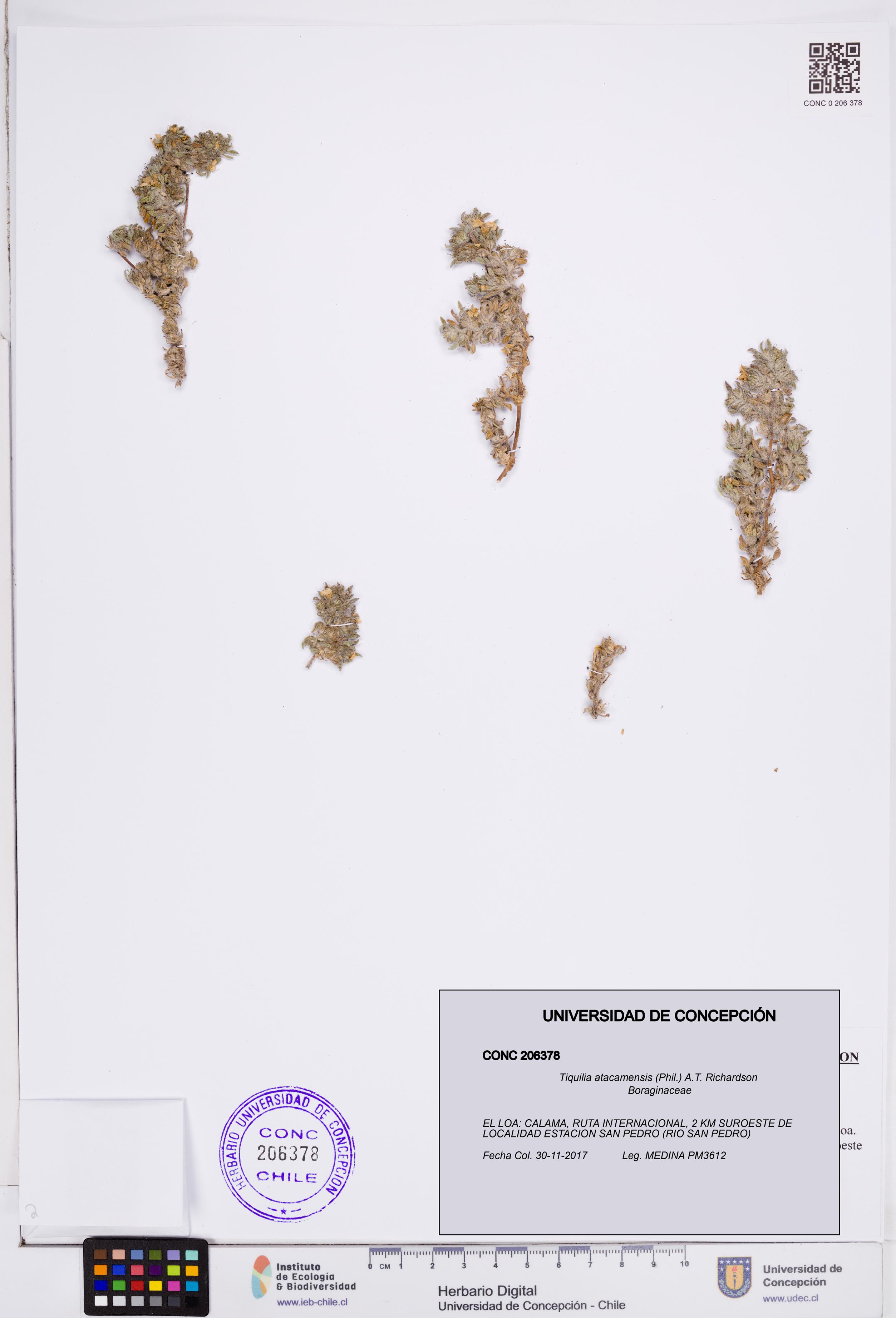 Tiquilia atacamensis [Espécimen: ]