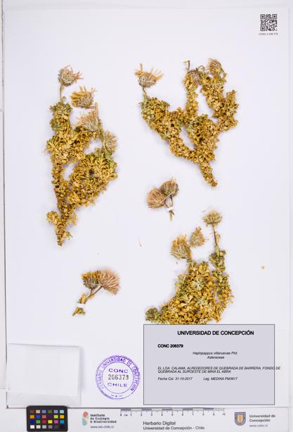 Haplopappus villanuevae [Espécimen: ]