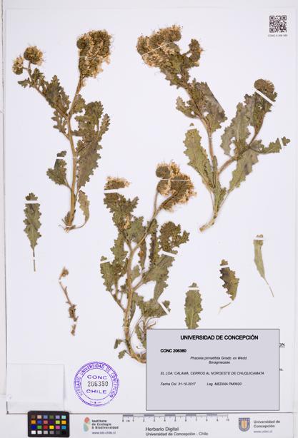 Phacelia pinnatifida [Espécimen: ]
