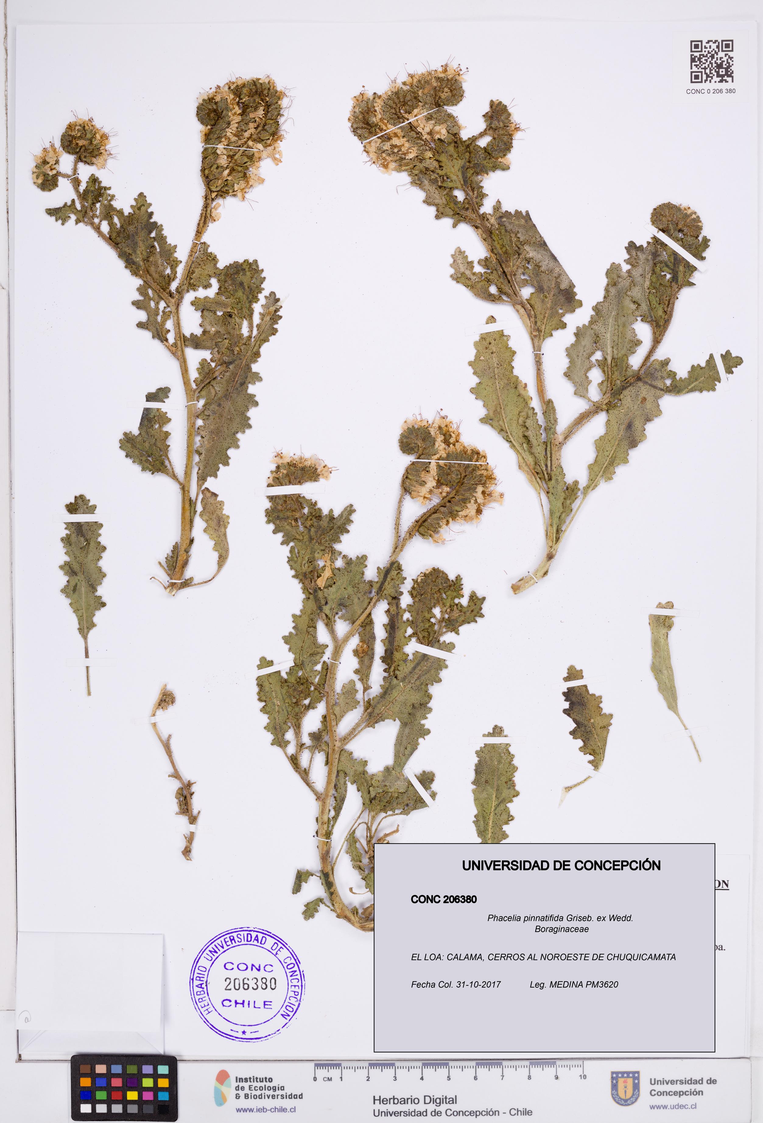 Phacelia pinnatifida [Espécimen: ]