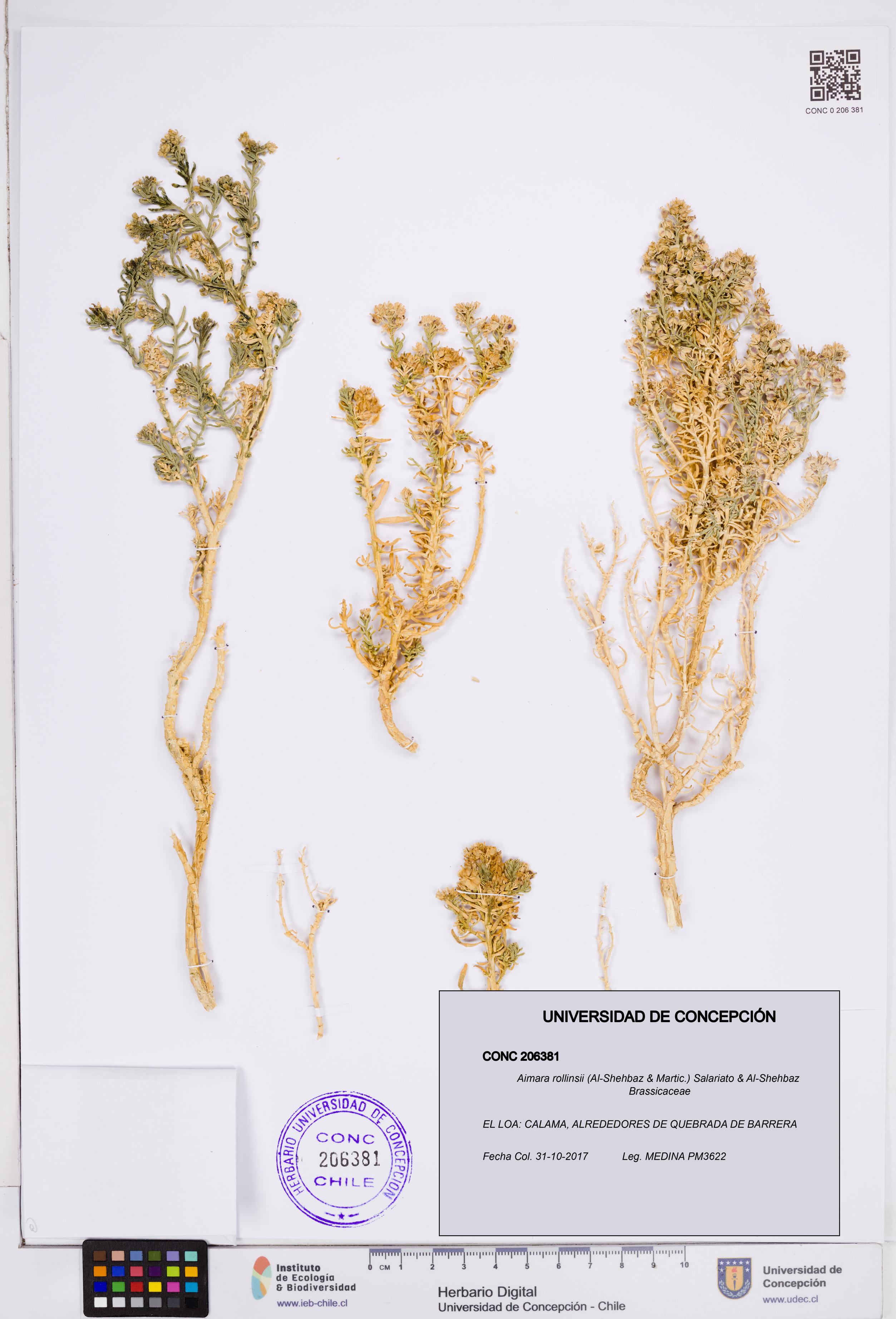 Aimara rollinsii [Espécimen: ]
