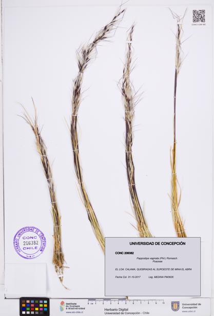 Pappostipa vaginata [Espécimen: ]