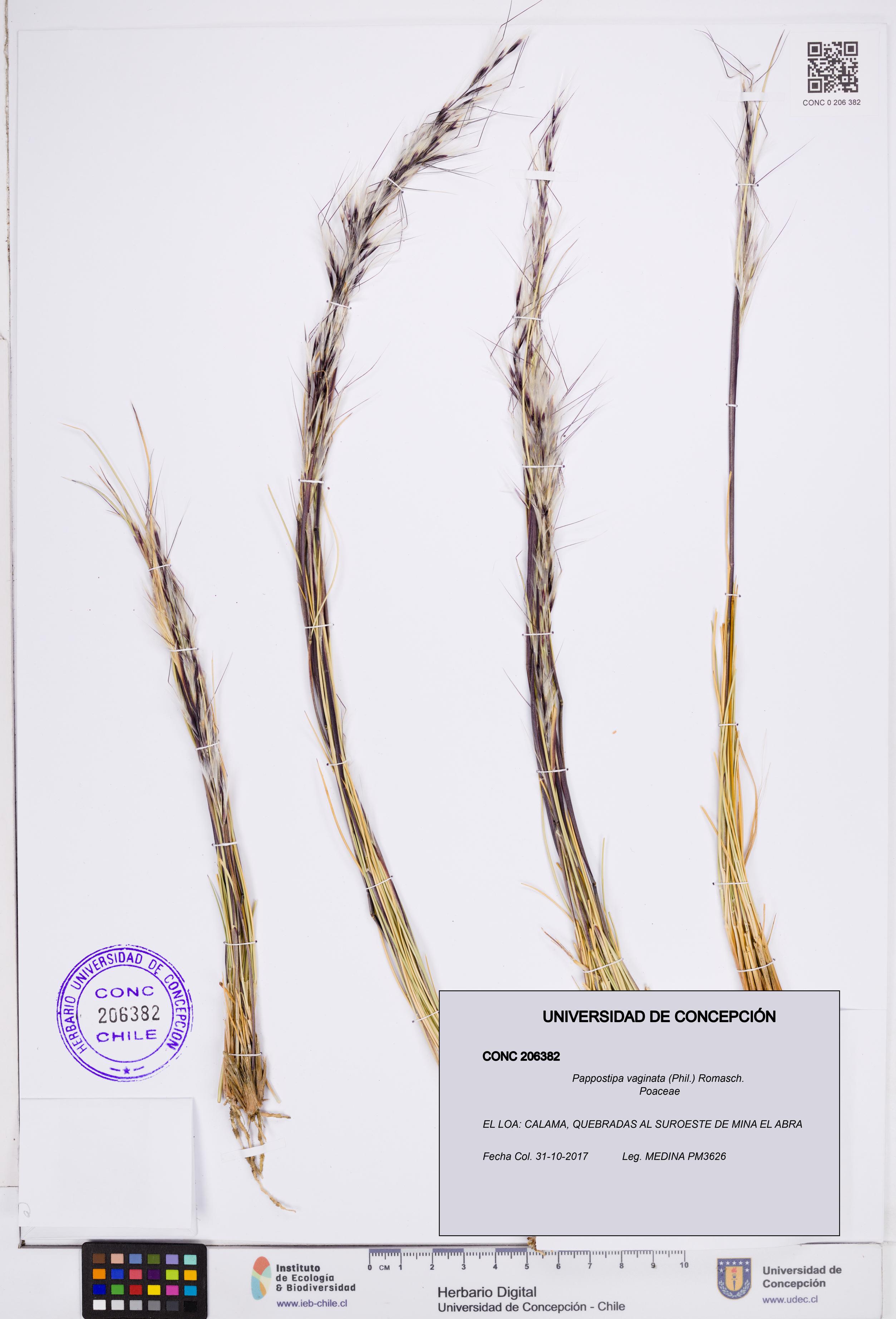 Pappostipa vaginata [Espécimen: ]