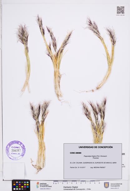 Pappostipa frigida [Espécimen: ]