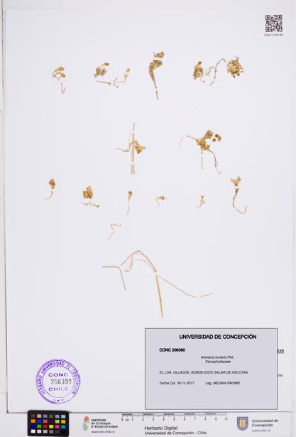 Arenaria rivularis [Espécimen: ]