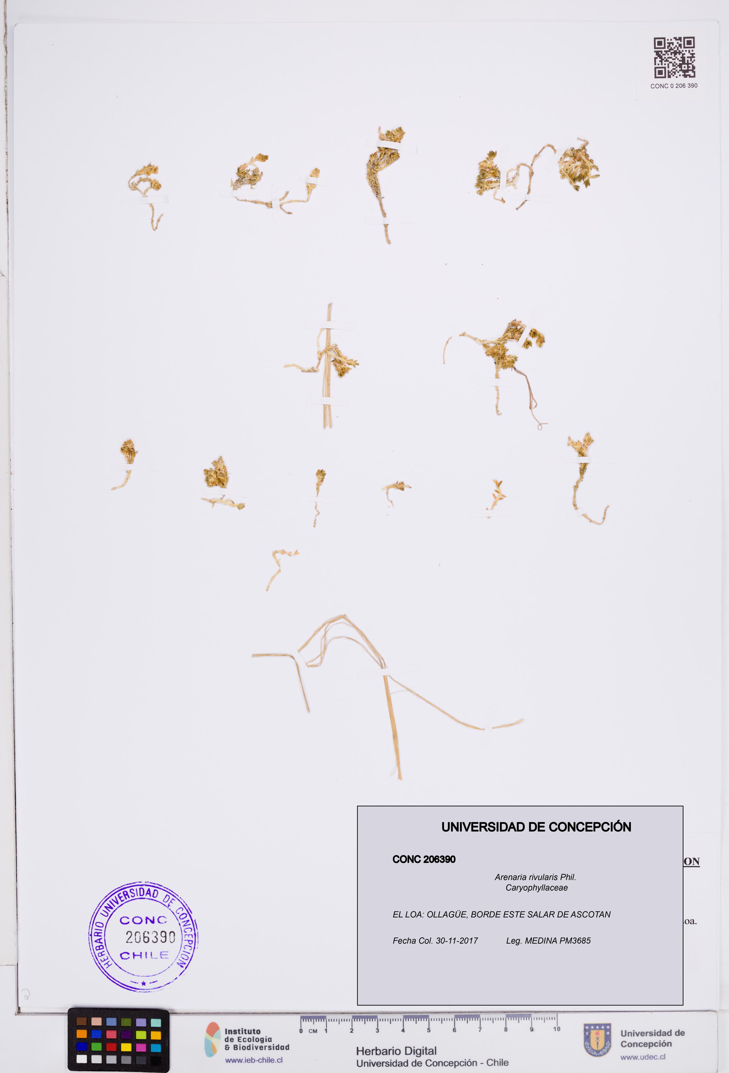 Arenaria rivularis [Espécimen: ]