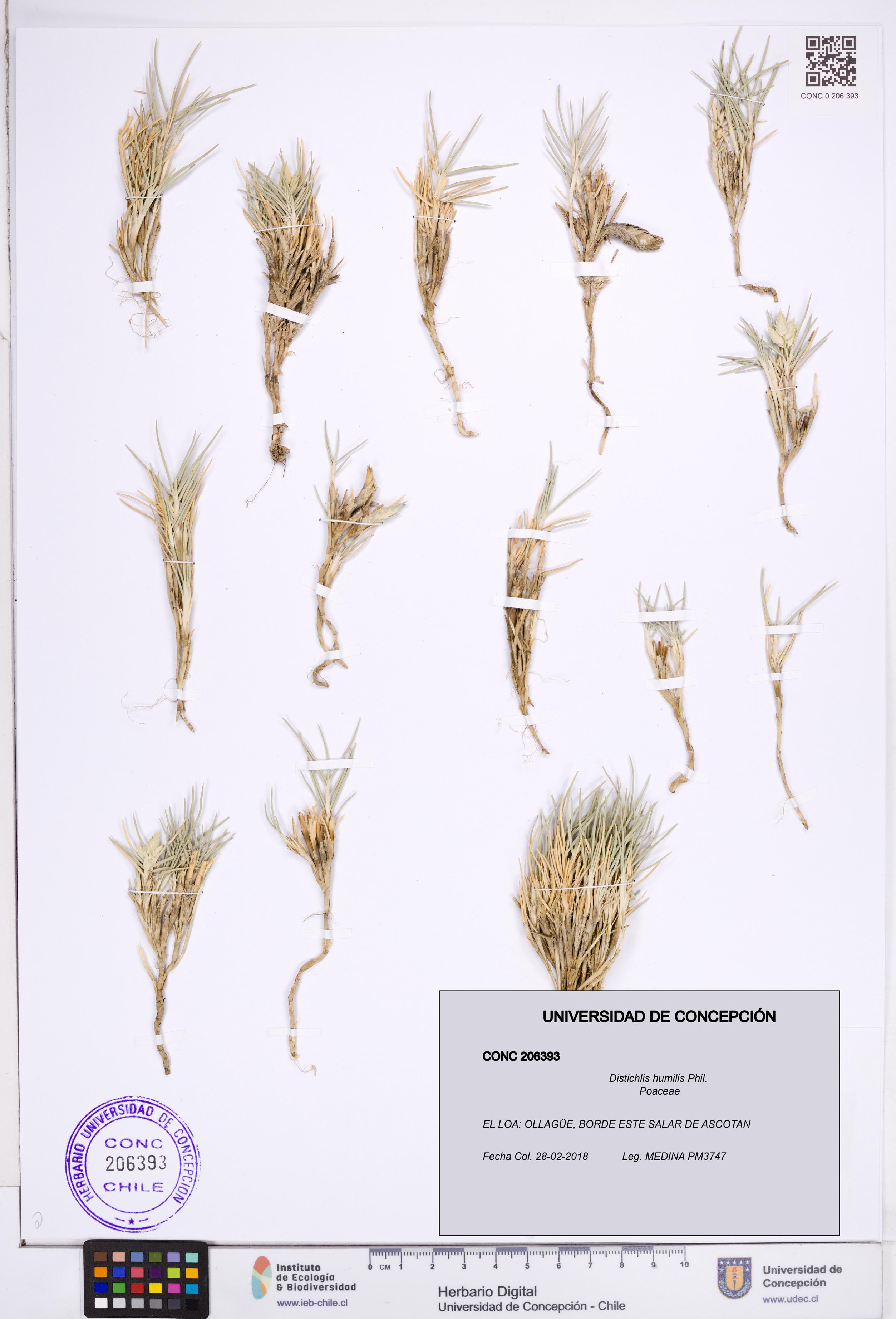 Distichlis humilis [Espécimen: ]