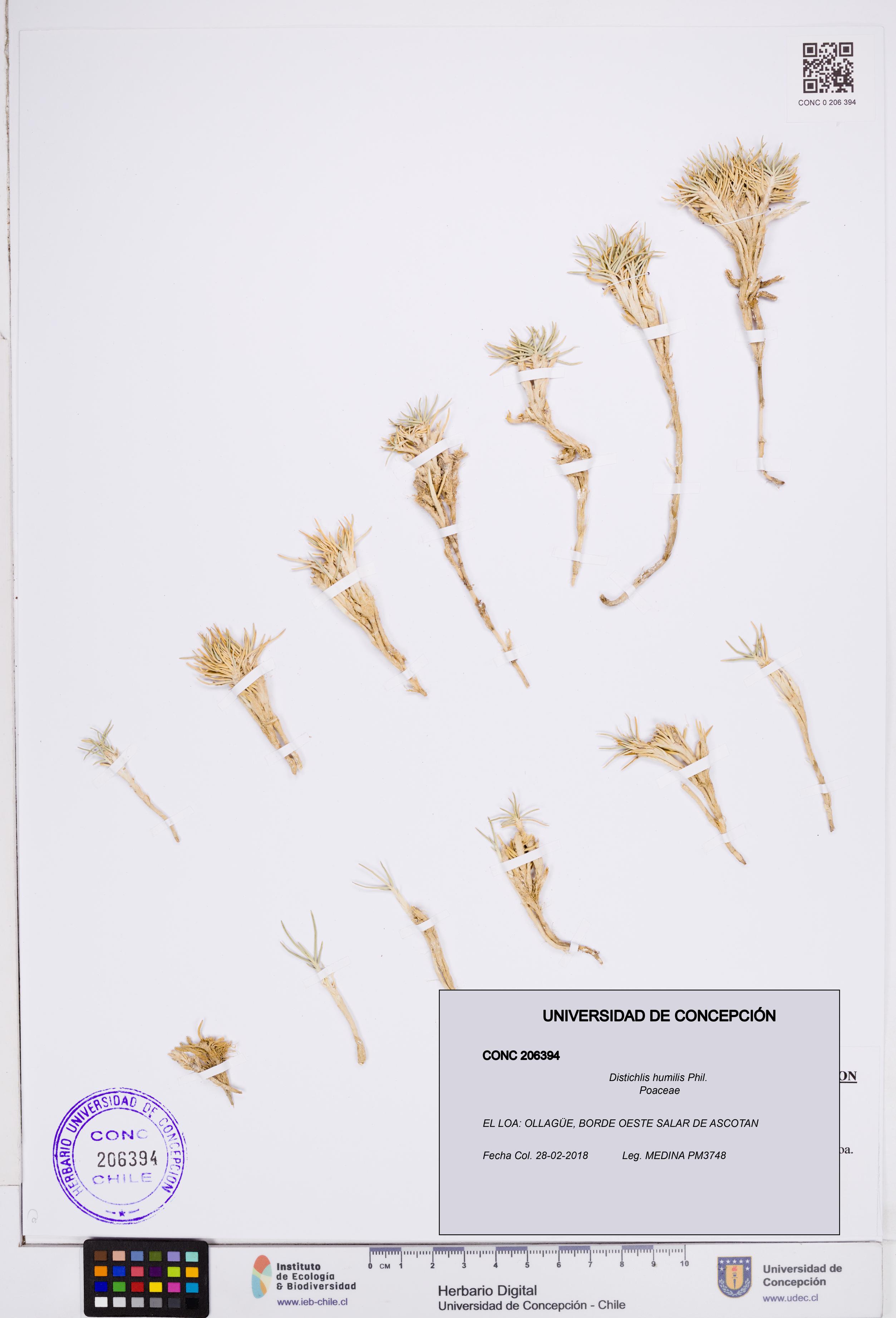 Distichlis humilis [Espécimen: ]