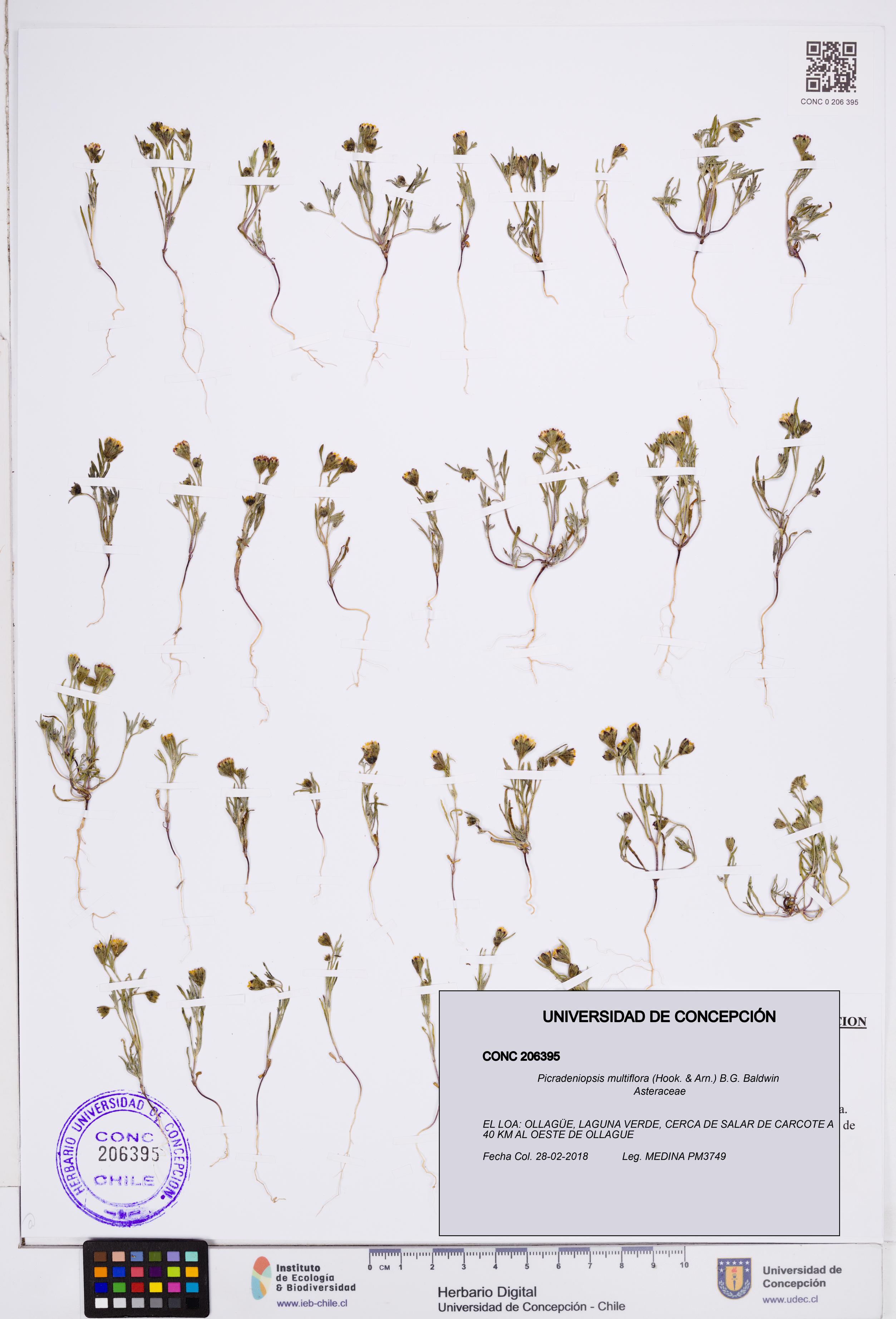 Picradeniopsis multiflora [Espécimen: ]