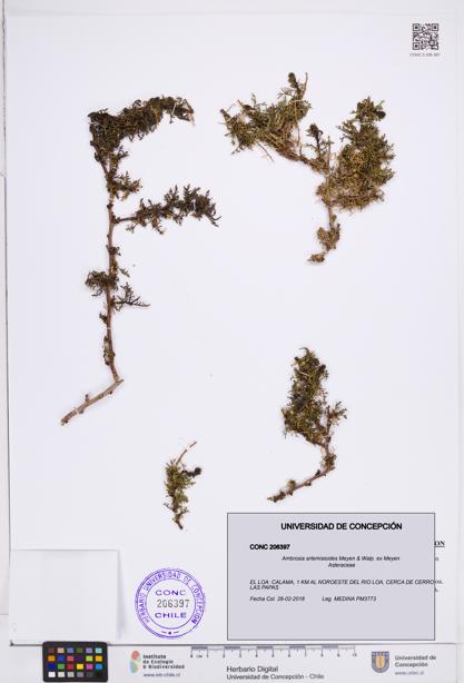 Ambrosia artemisioides [Espécimen: ]
