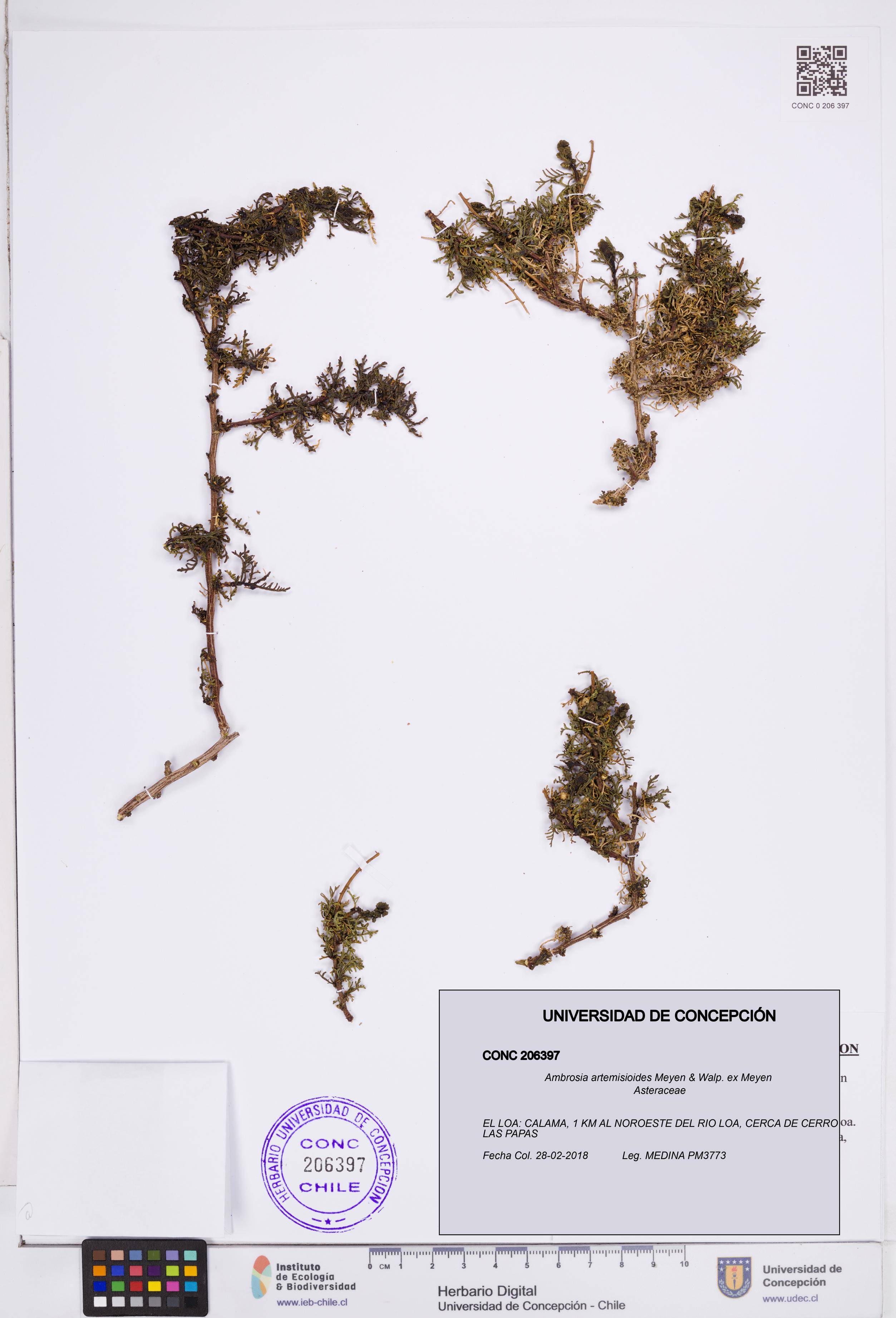 Ambrosia artemisioides [Espécimen: ]