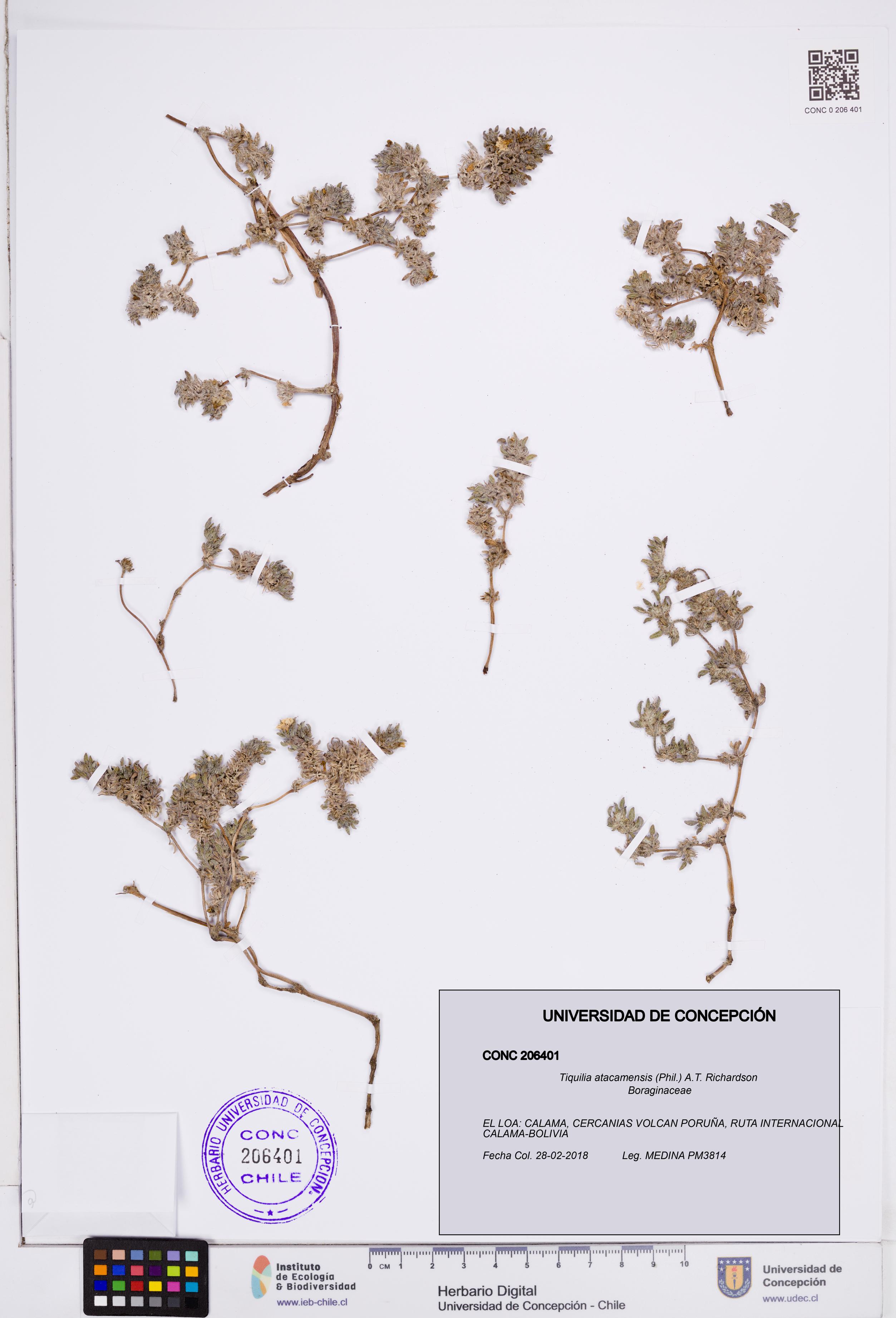 Tiquilia atacamensis [Espécimen: ]