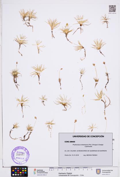 Phylloscirpus deserticola [Espécimen: ]