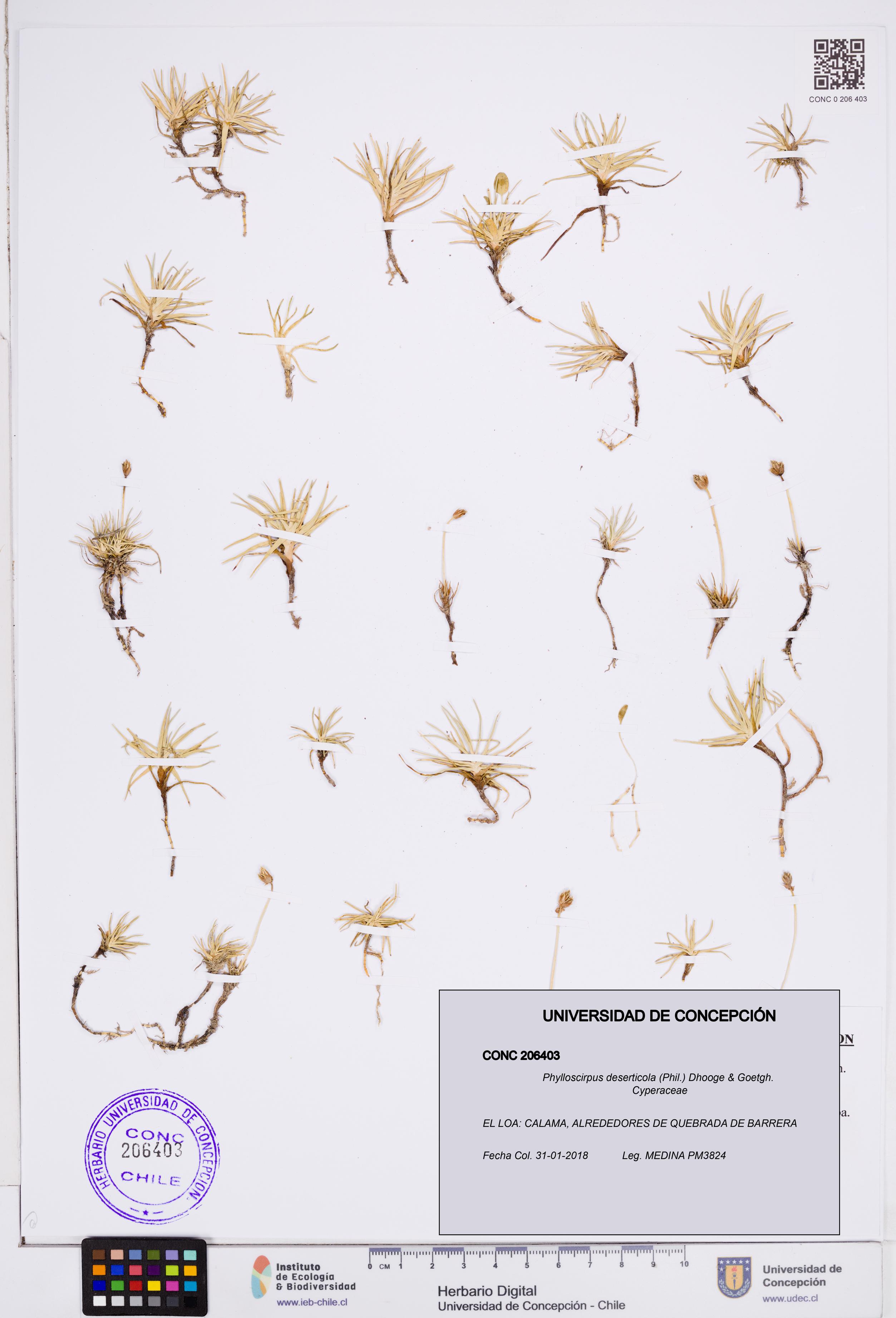 Phylloscirpus deserticola [Espécimen: ]
