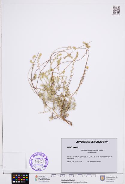 Cryptantha diffusa [Espécimen: ]