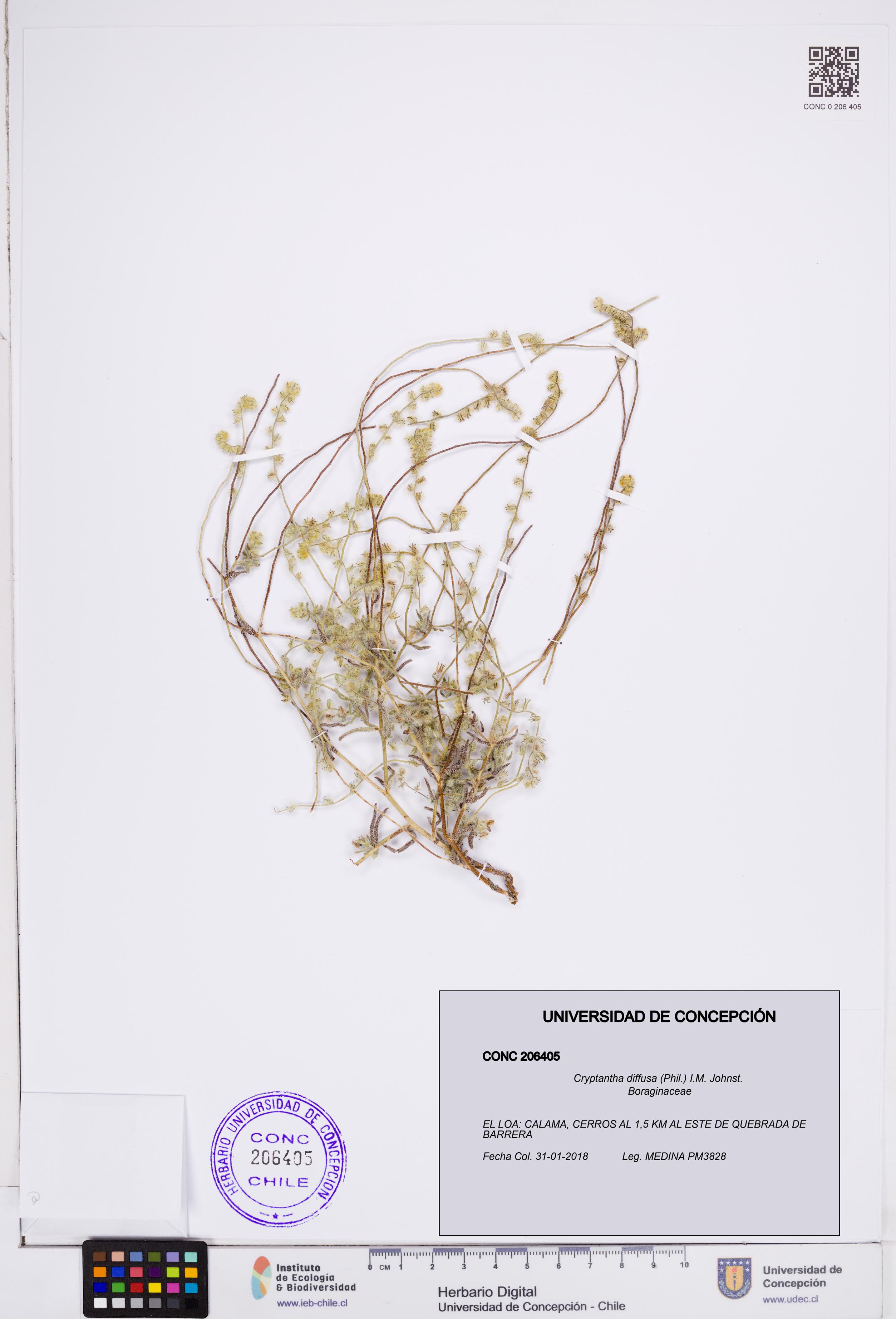 Cryptantha diffusa [Espécimen: ]