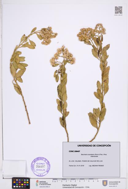 Baccharis scandens [Espécimen: ]