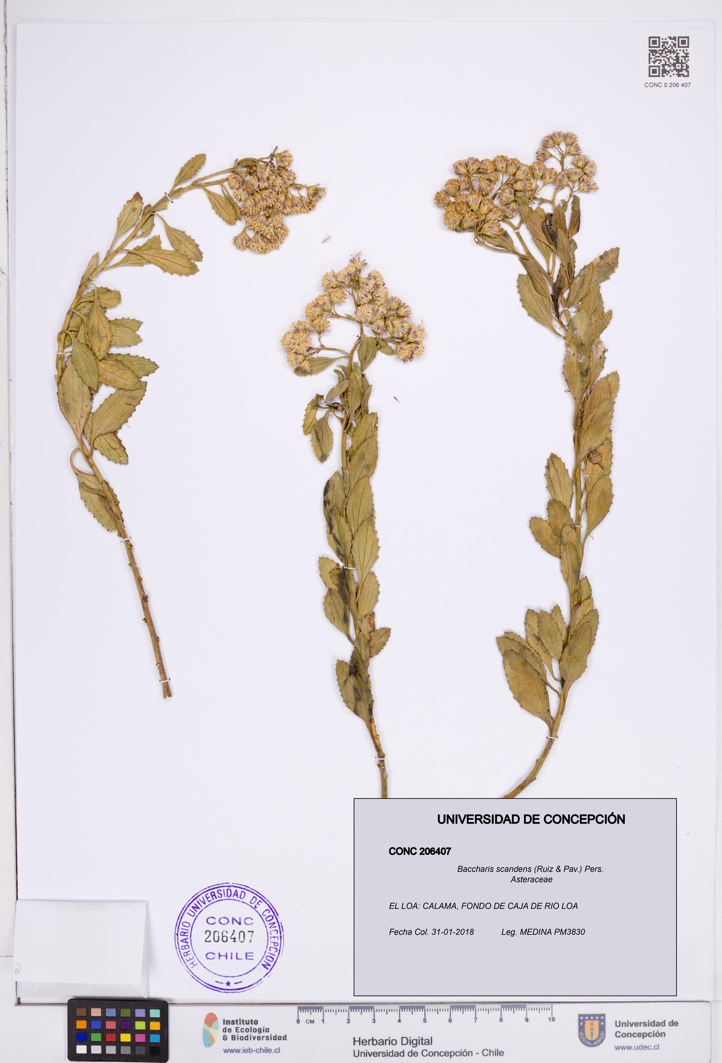 Baccharis scandens [Espécimen: ]