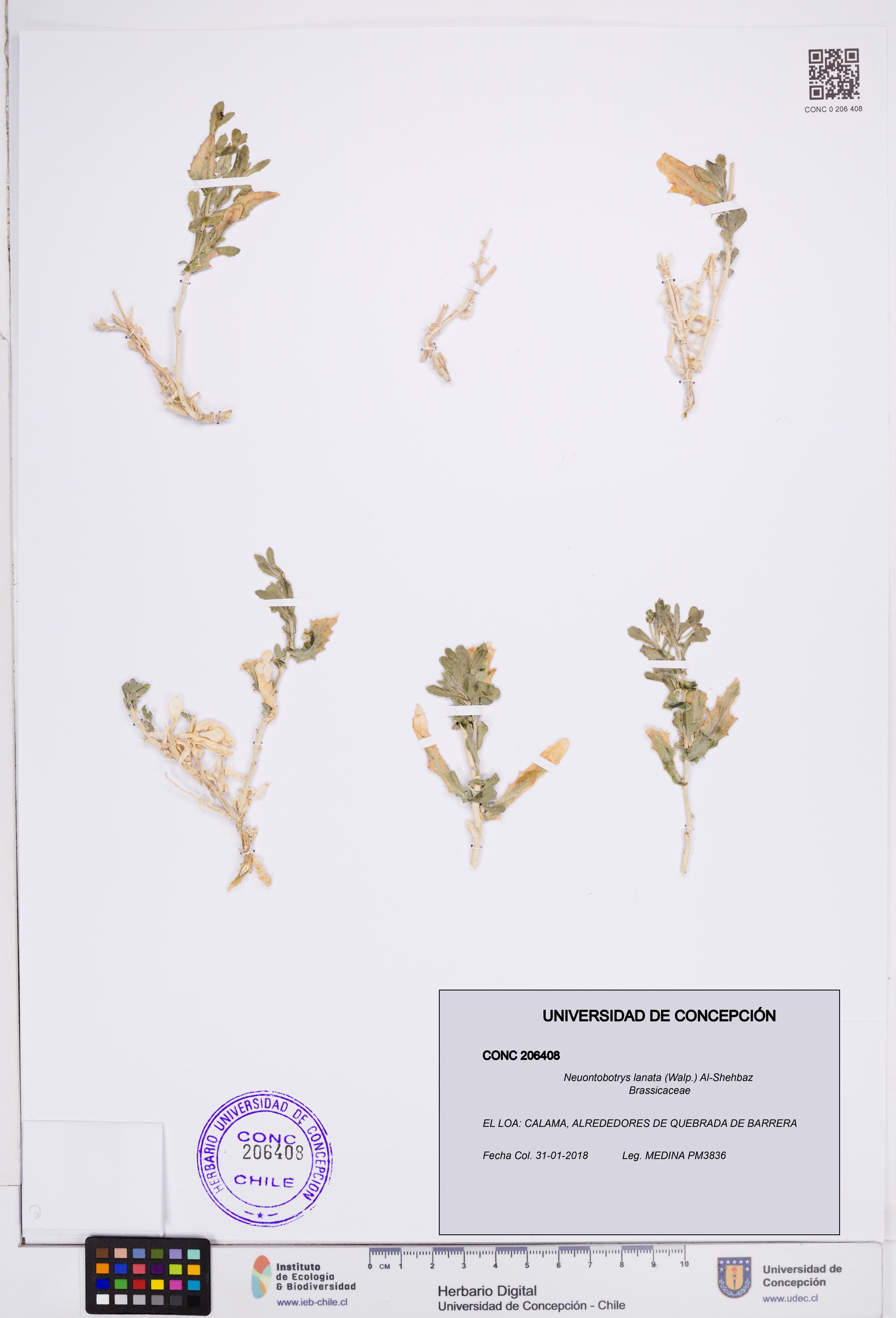 Neuontobotrys lanata [Espécimen: ]