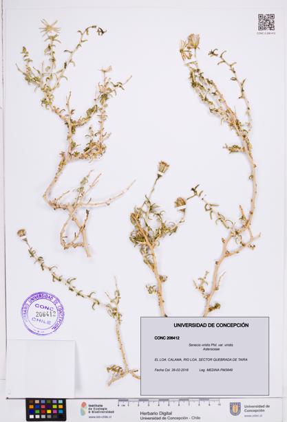 Senecio viridis [Espécimen: ]