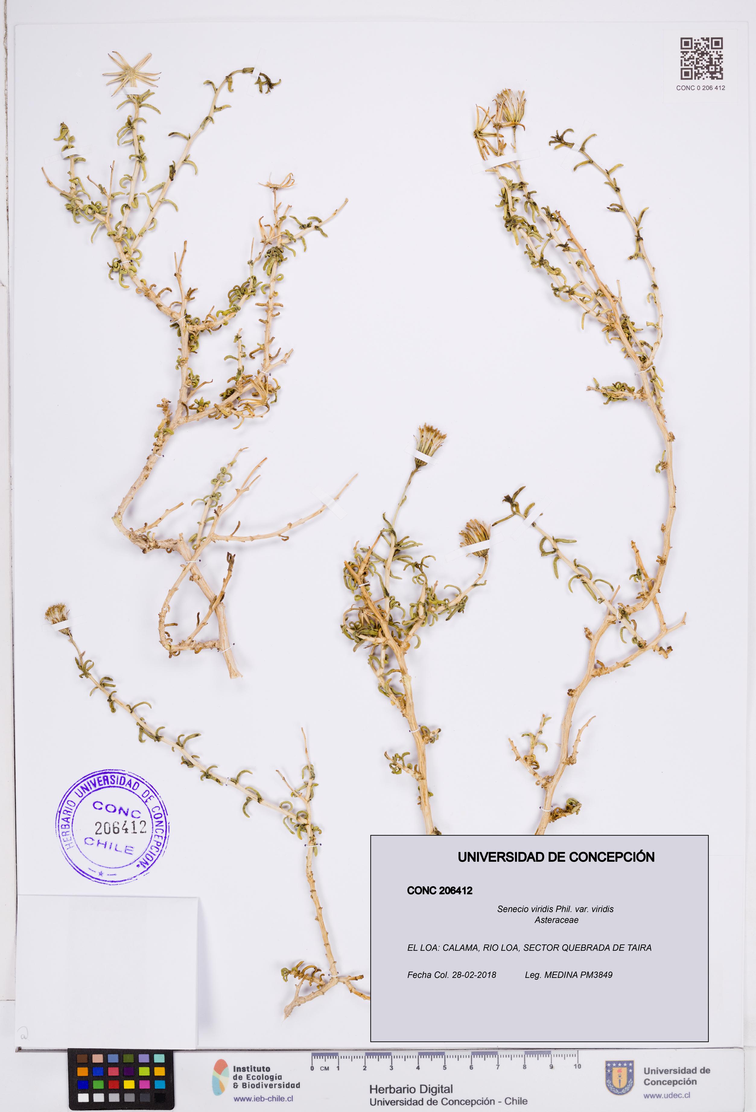 Senecio viridis [Espécimen: ]