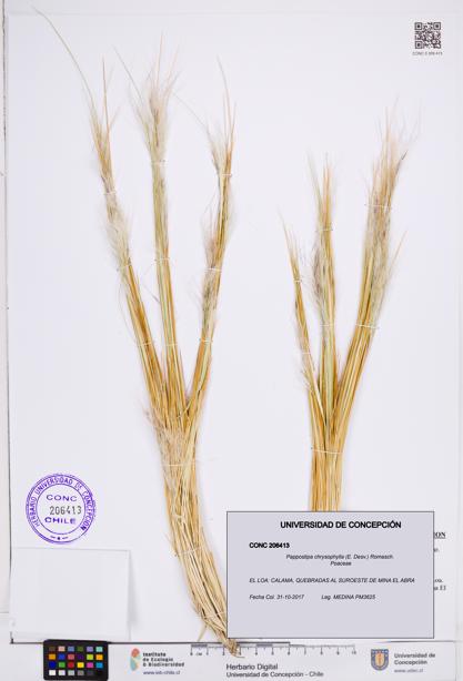 Pappostipa chrysophylla [Espécimen: ]
