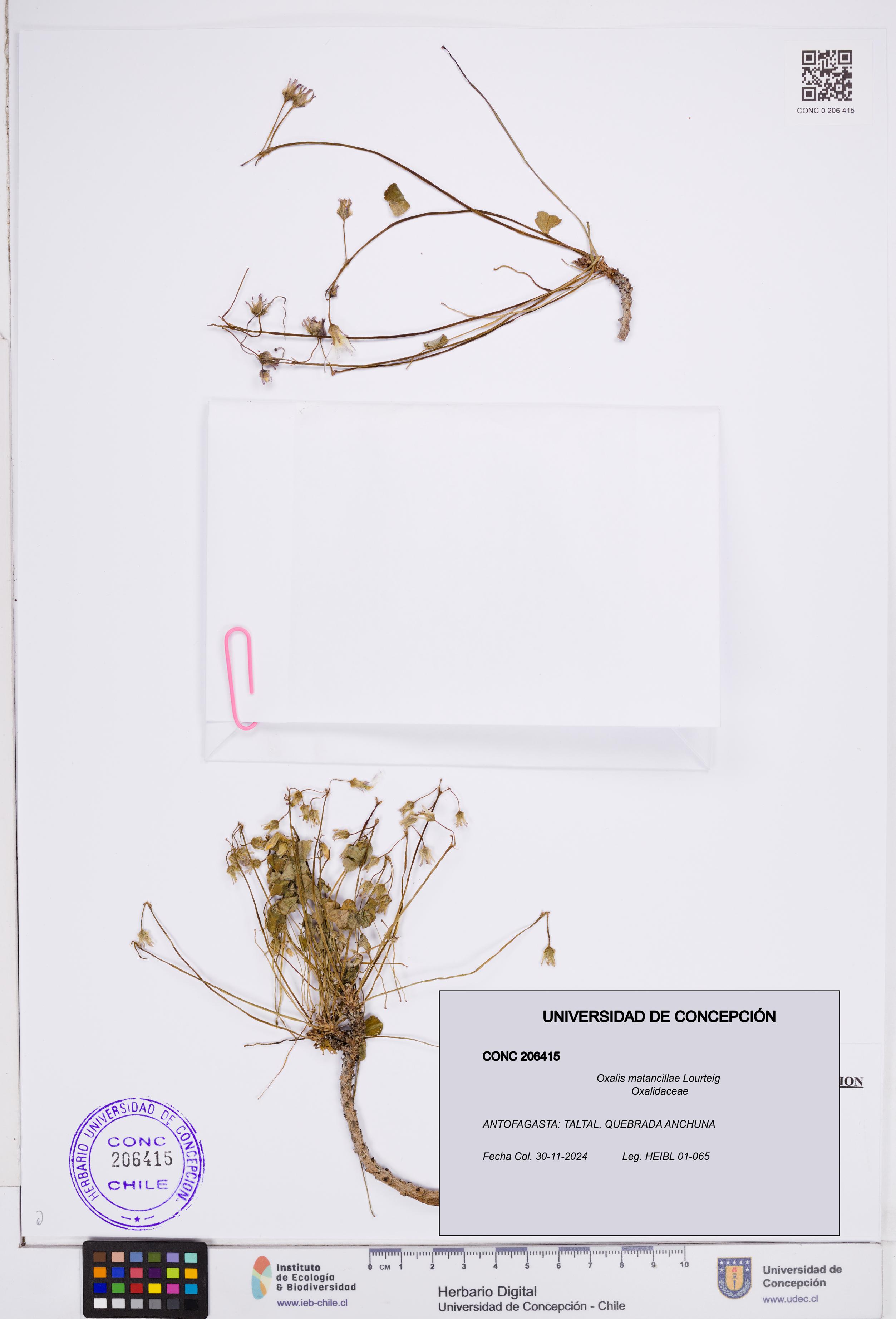 Oxalis matancillae [Espécimen: ]