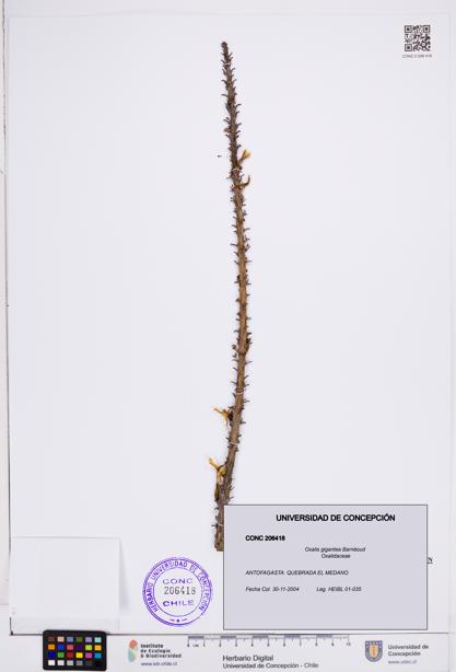 Oxalis gigantea [Espécimen: ]