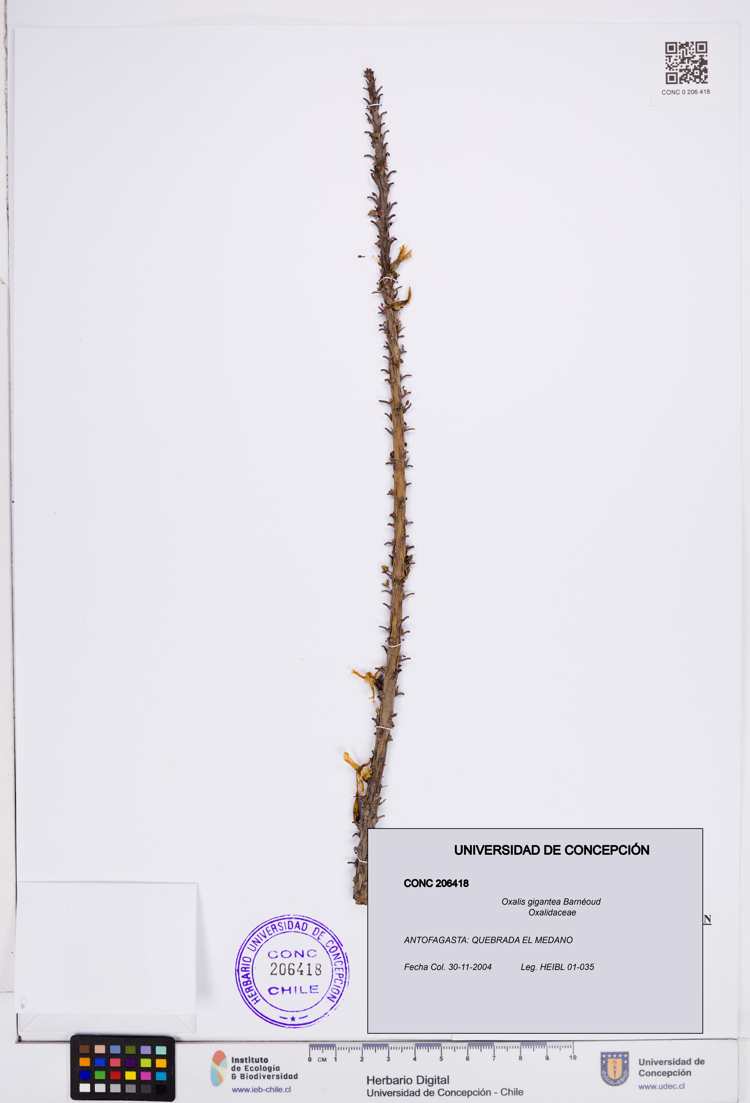 Oxalis gigantea [Espécimen: ]