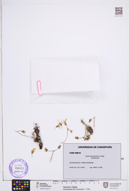 Oxalis morenoensis [Espécimen: ]