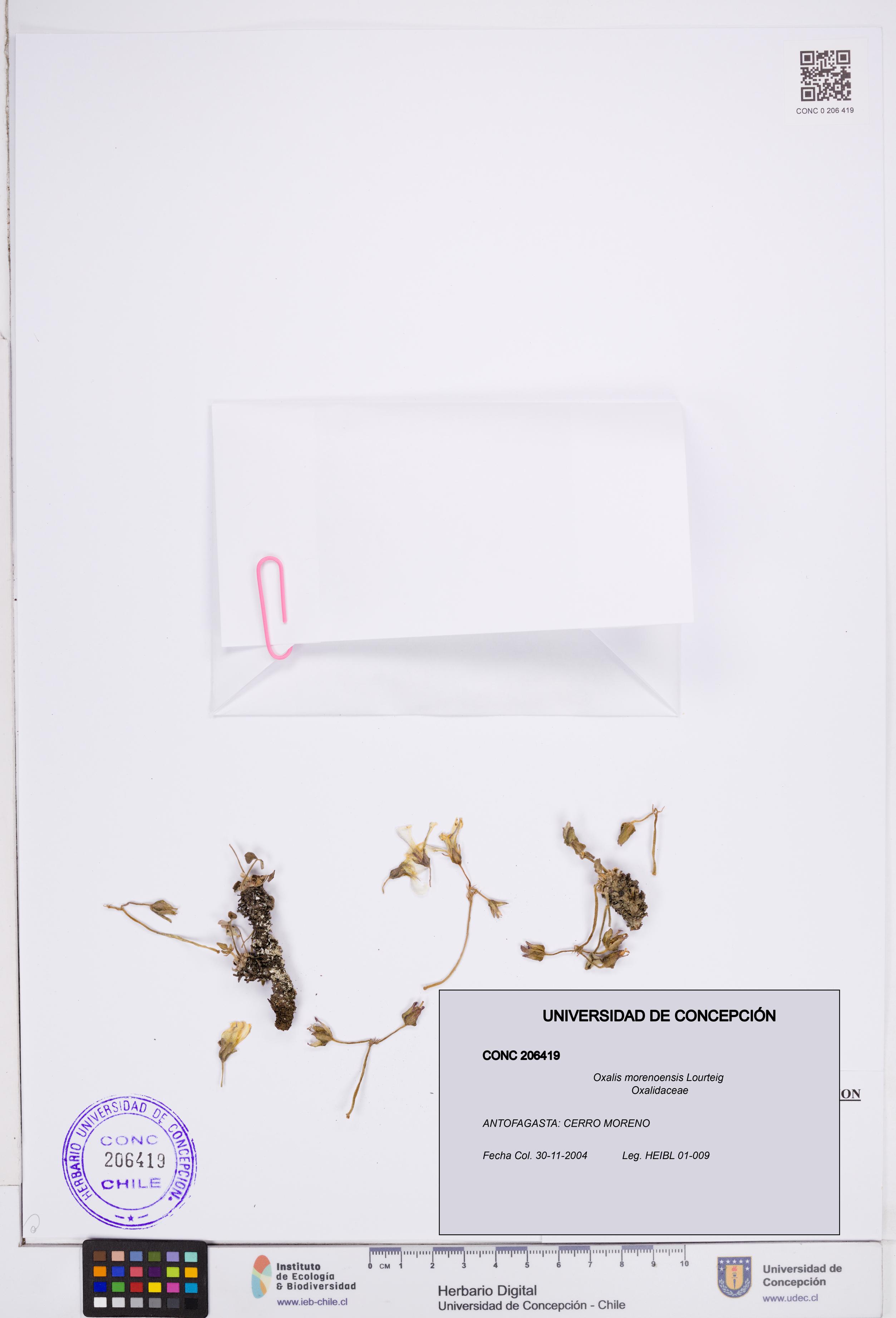 Oxalis morenoensis [Espécimen: ]