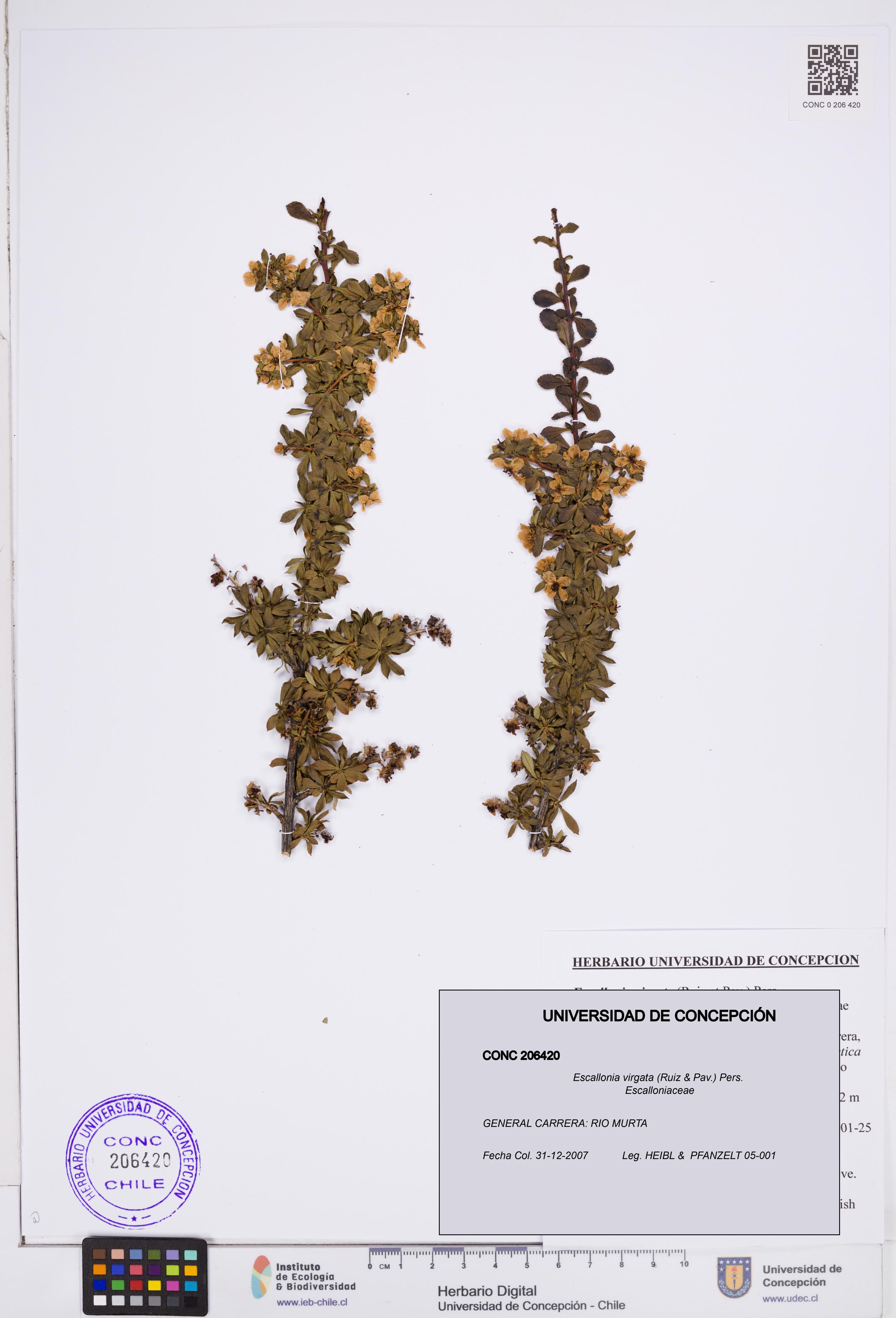 Escallonia virgata [Espécimen: ]