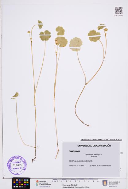 Hydrocotyle poeppigii [Espécimen: ]