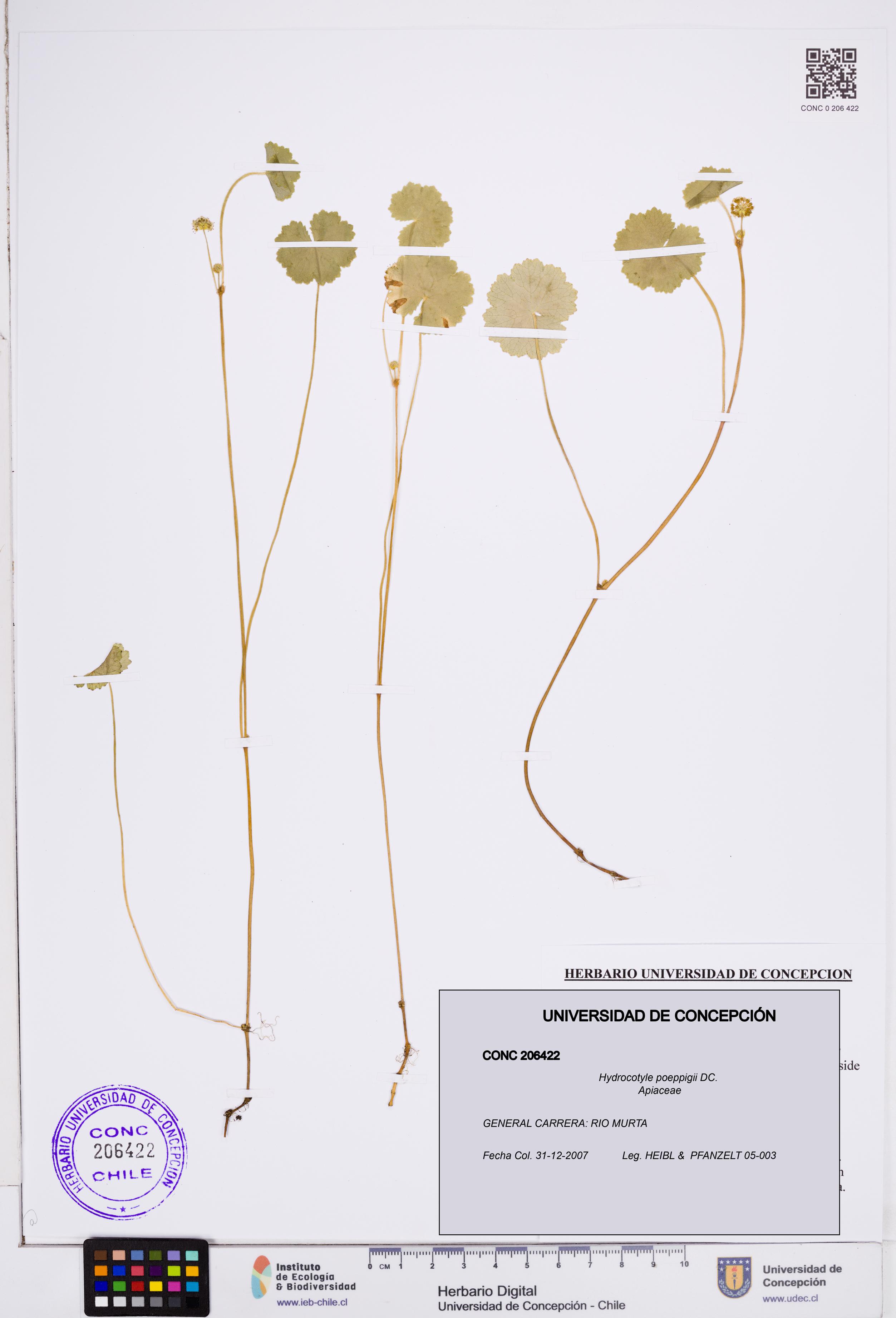 Hydrocotyle poeppigii [Espécimen: ]