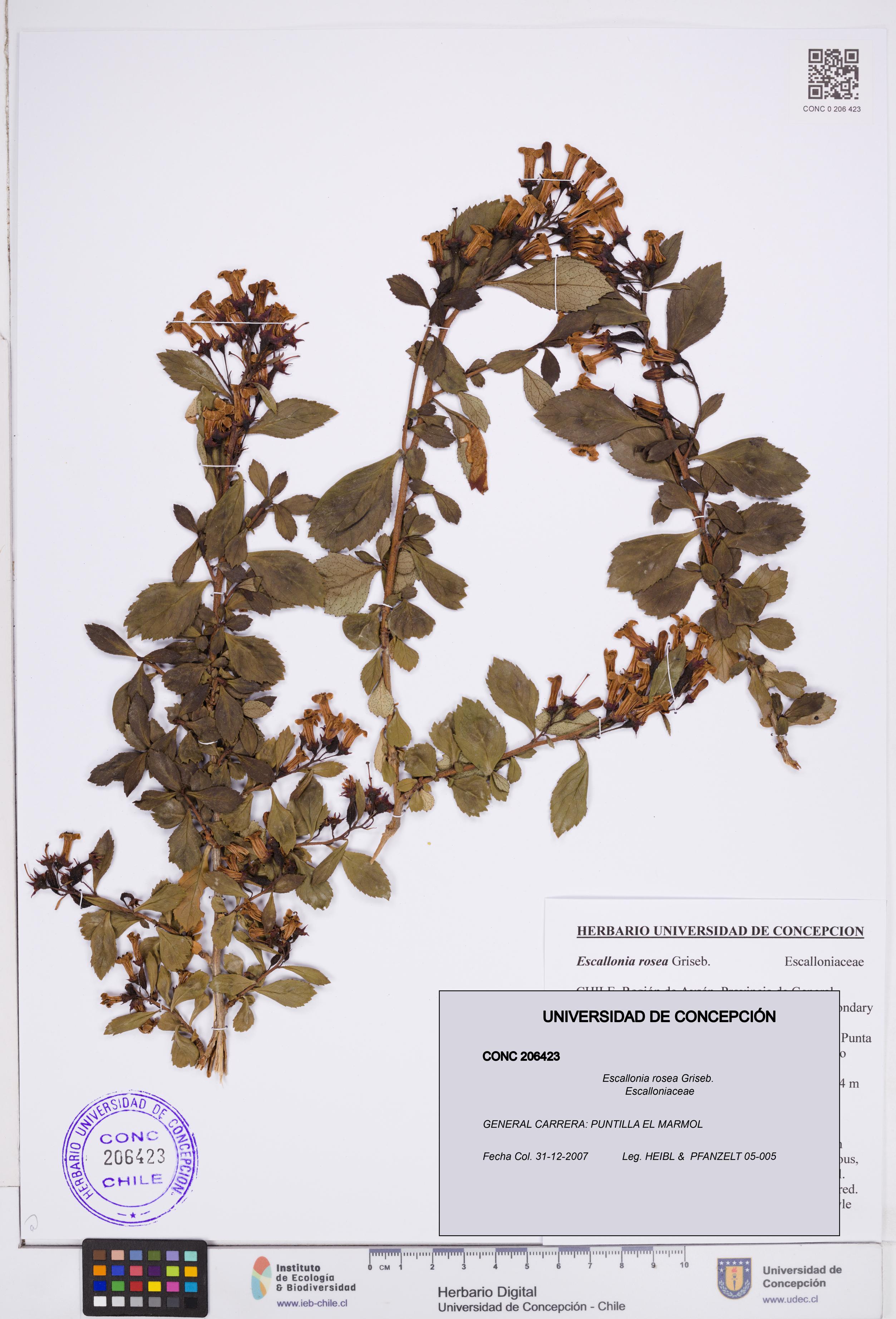 Escallonia rosea [Espécimen: ]
