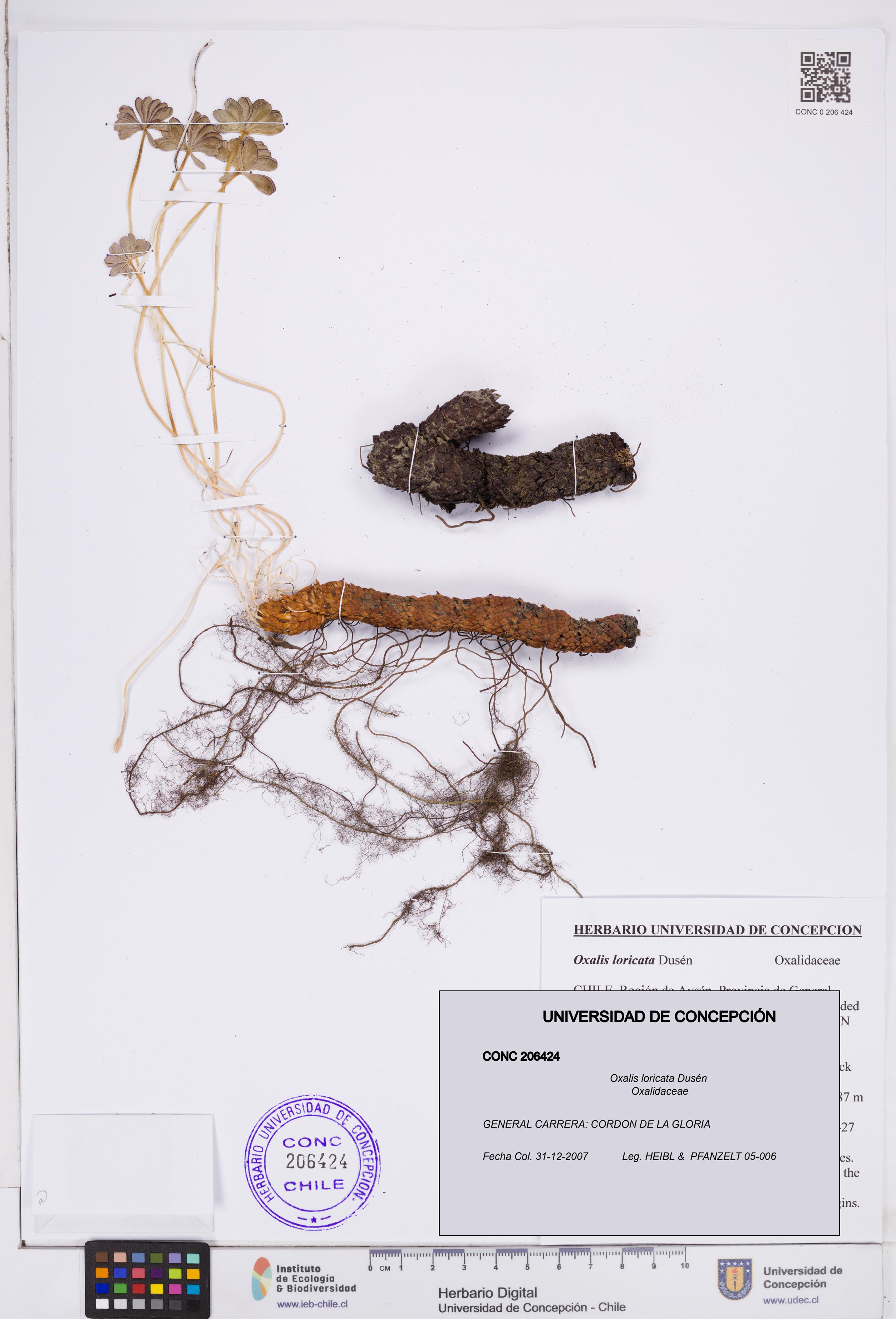 Oxalis loricata [Espécimen: ]