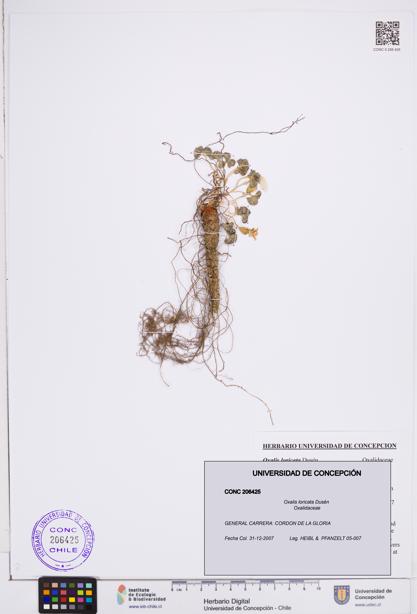 Oxalis loricata [Espécimen: ]
