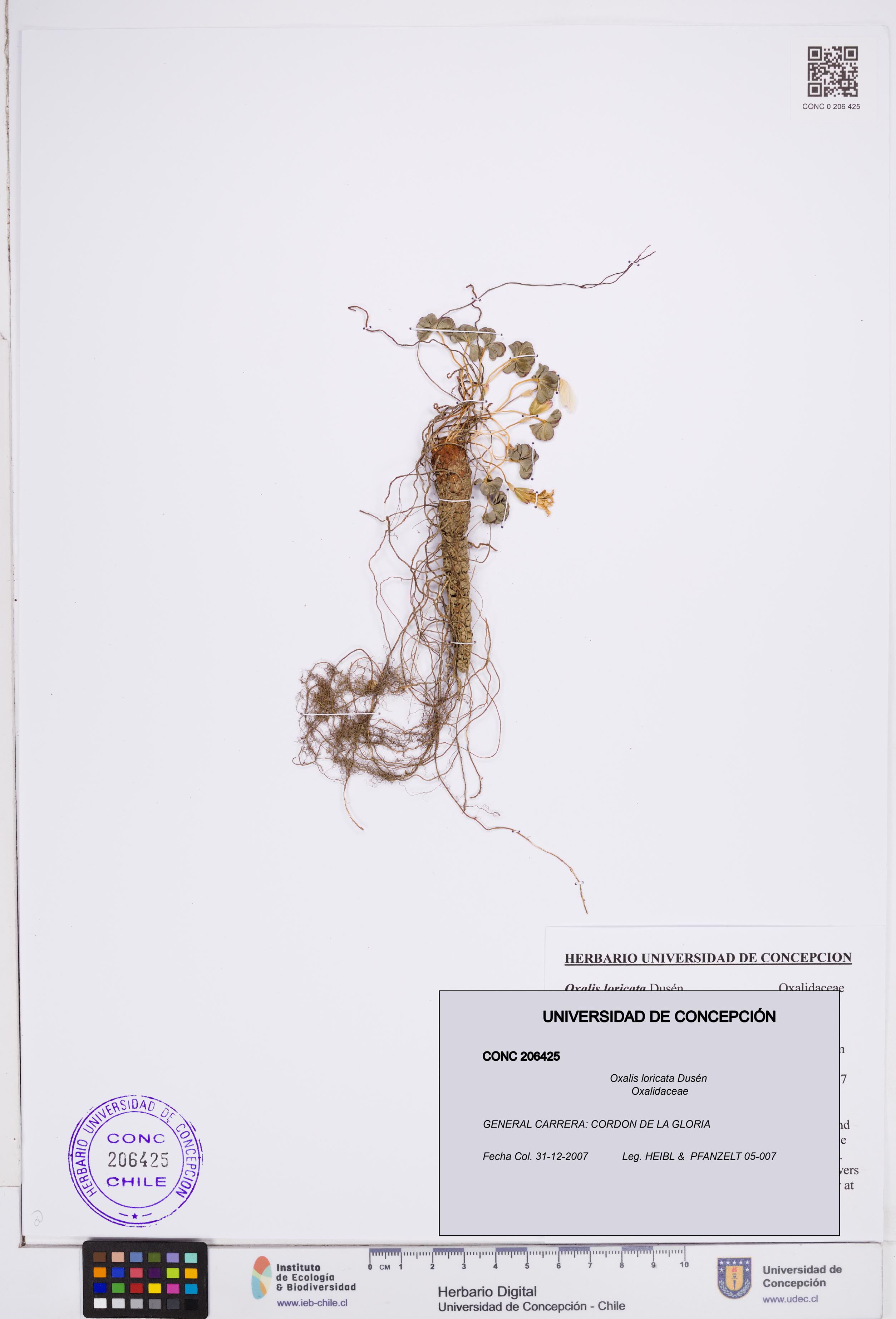Oxalis loricata [Espécimen: ]