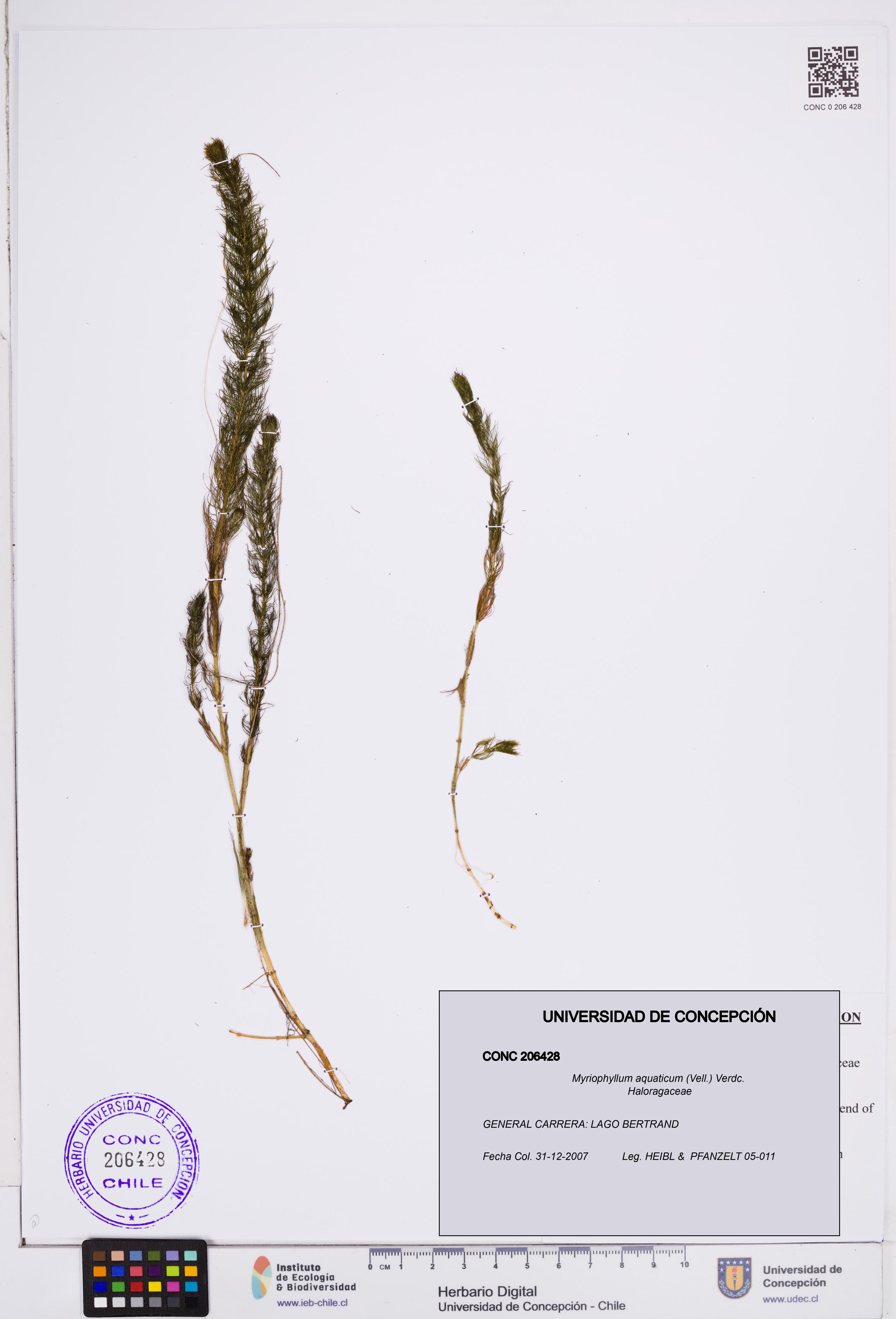 Myriophyllum aquaticum [Espécimen: ]
