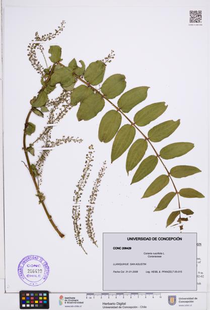 Coriaria ruscifolia [Espécimen: ]