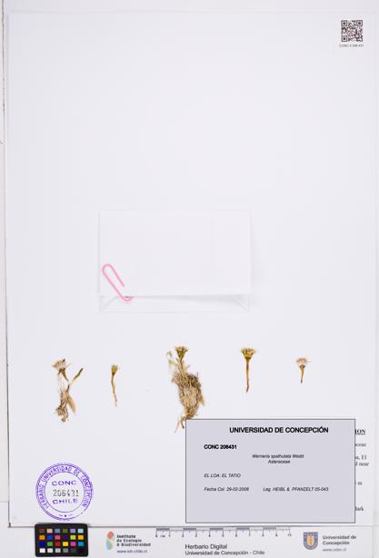 Werneria spathulata [Espécimen: ]