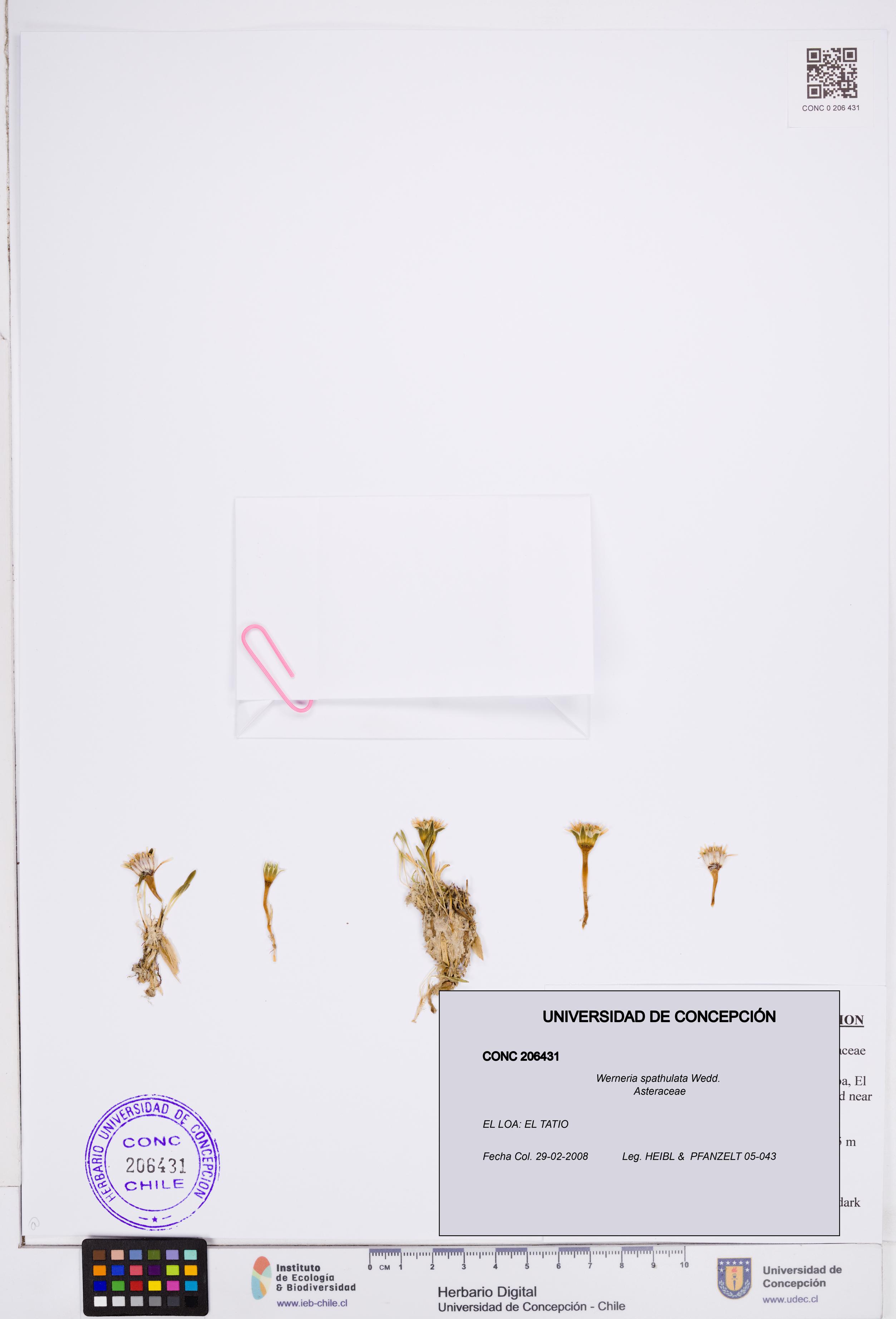 Werneria spathulata [Espécimen: ]