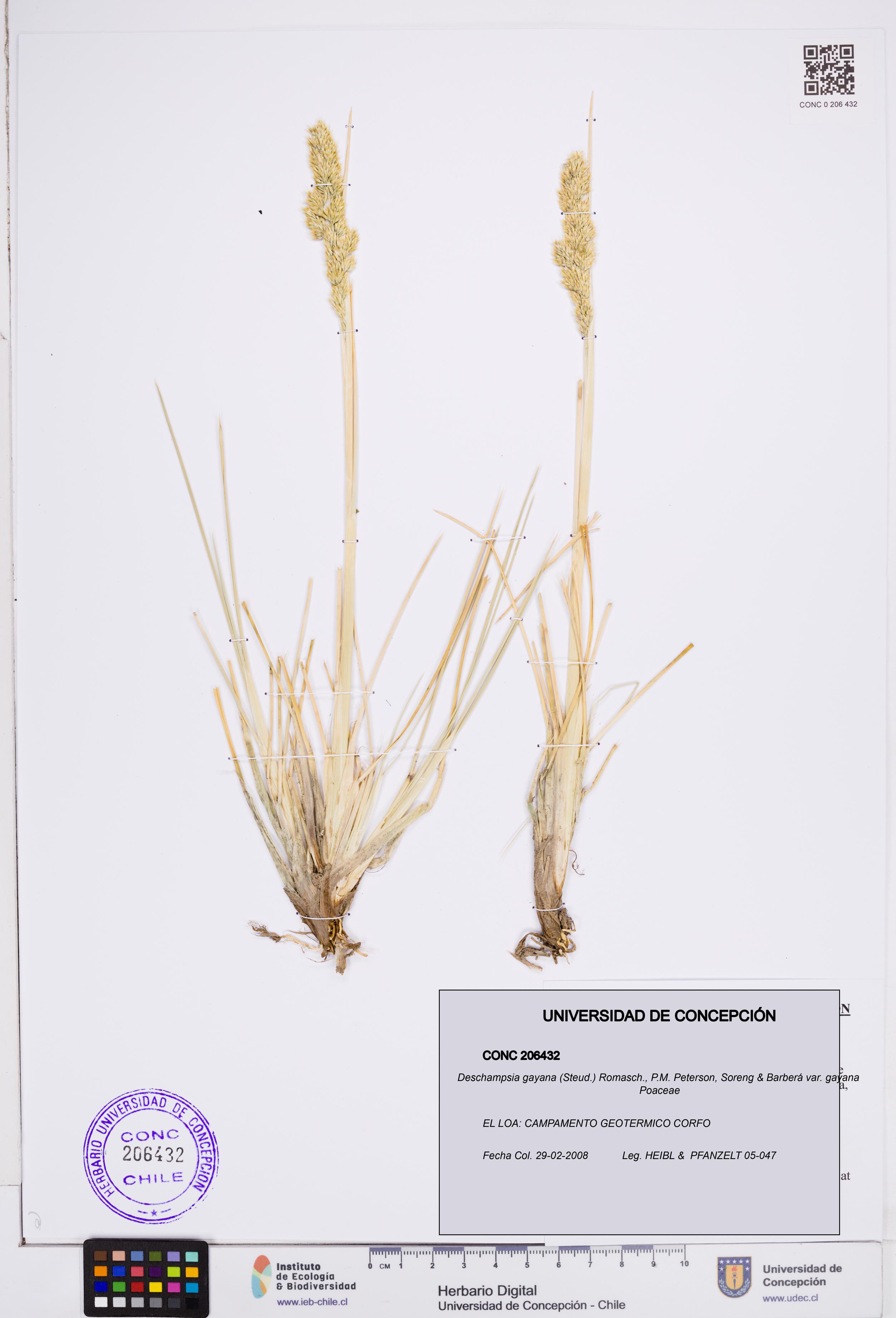 Deschampsia gayana var. gayana [Espécimen: ]
