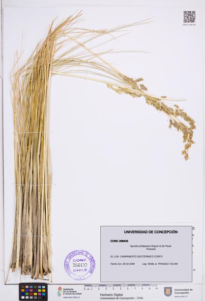 Agrostis philippiana [Espécimen: ]