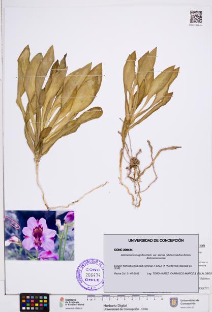 Alstroemeria magnifica var. sierrae [Espécimen: ]