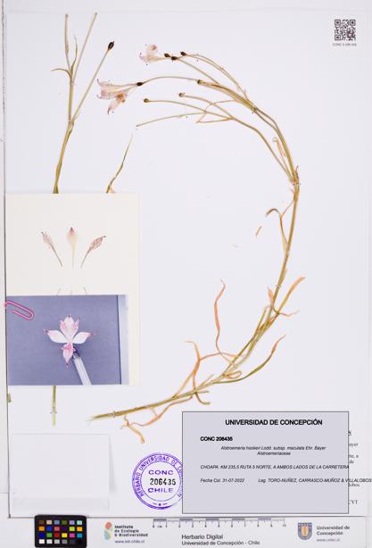 Alstroemeria hookeri subsp. maculata [Espécimen: ]