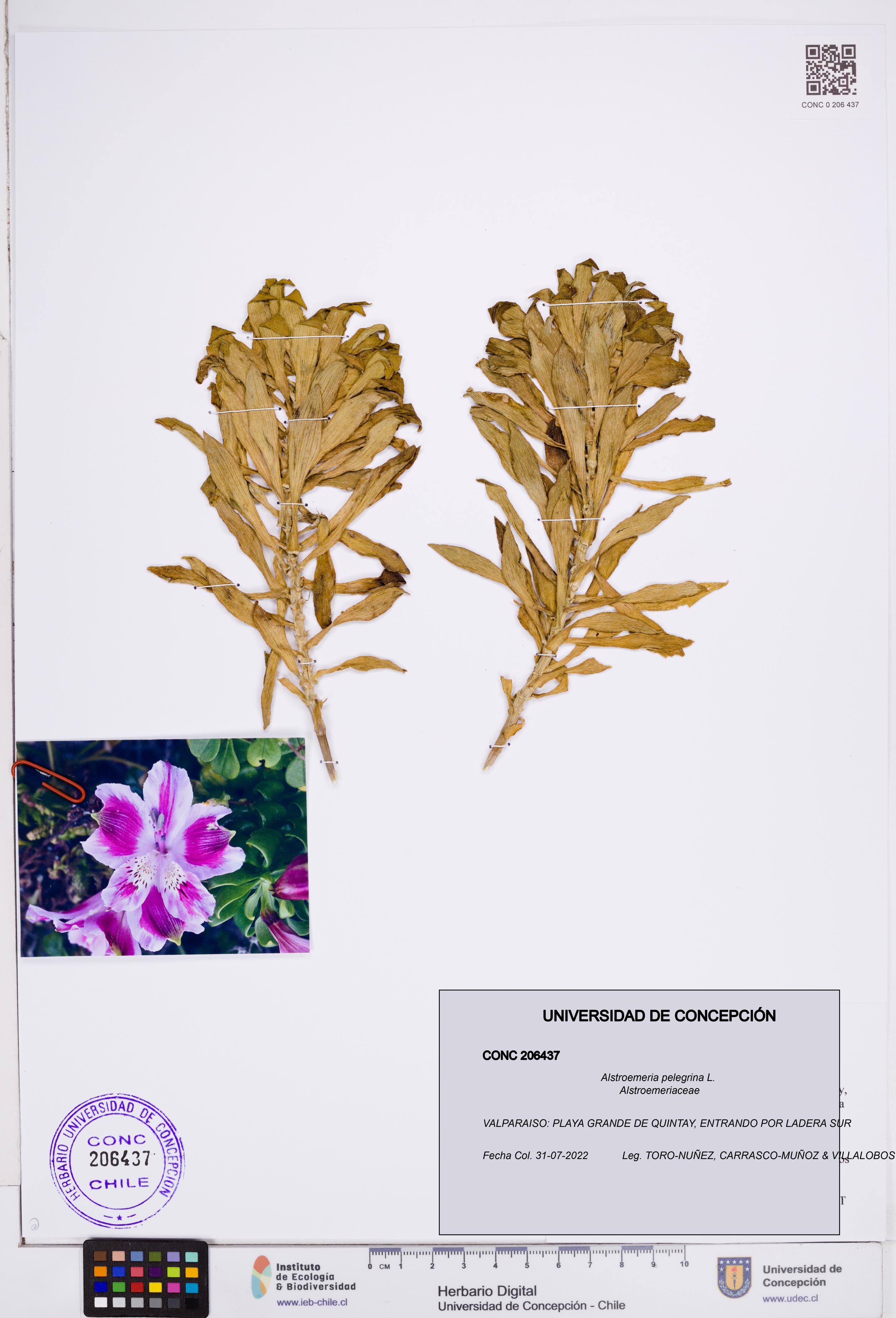 Alstroemeria pelegrina [Espécimen: ]