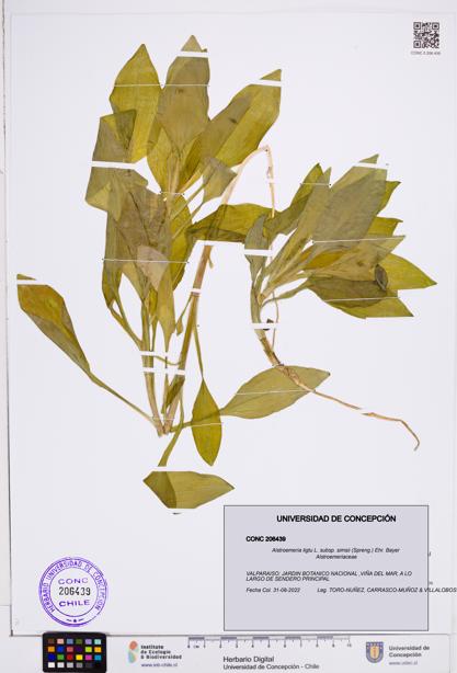 Alstroemeria ligtu subsp. simsii [Espécimen: ]