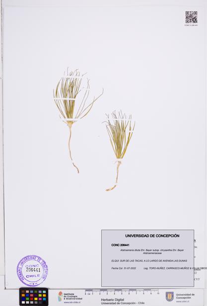Alstroemeria diluta subsp. chrysantha [Espécimen: ]
