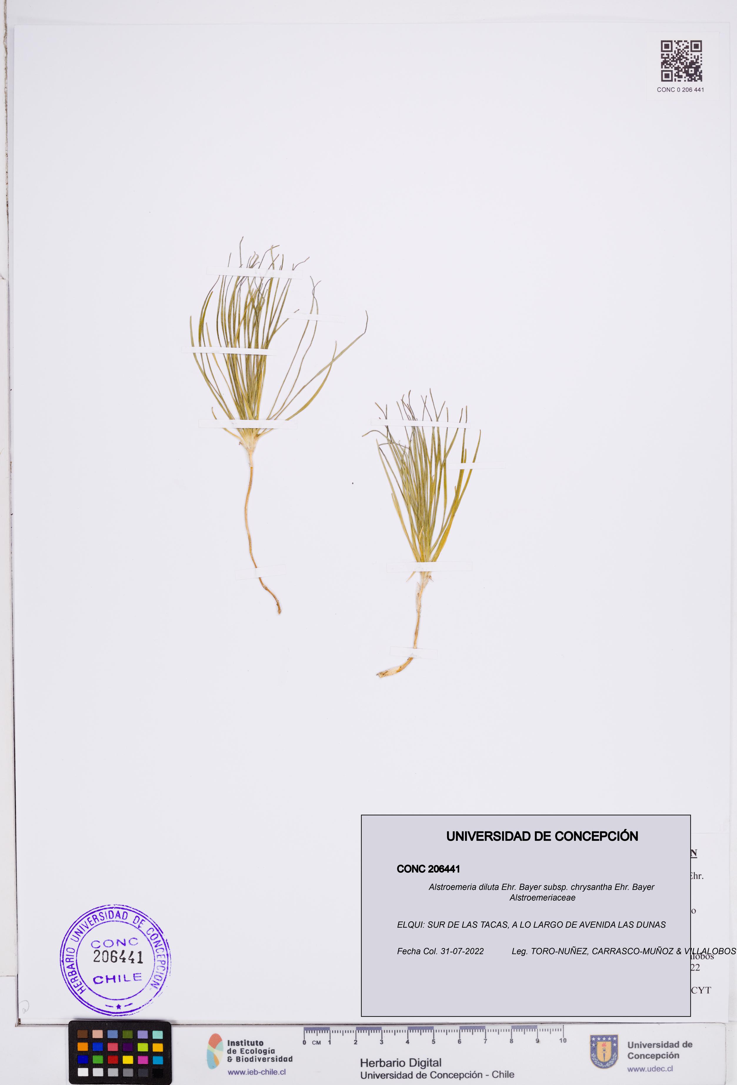 Alstroemeria diluta subsp. chrysantha [Espécimen: ]